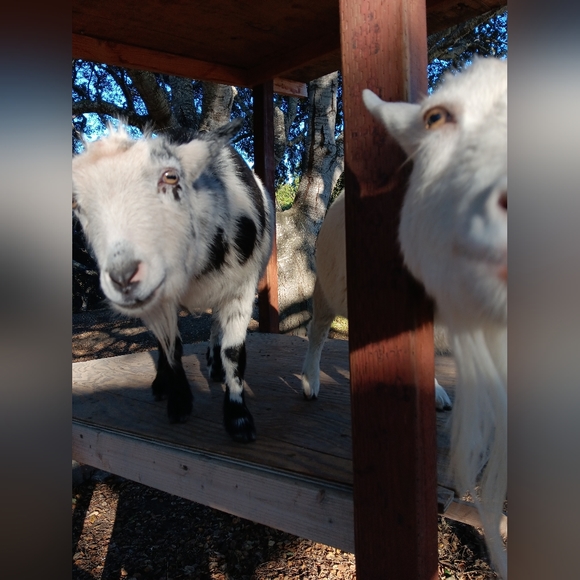 Meet your Posher, Natalie 🐶🐱❤️🐾 - Picture 9 of 12